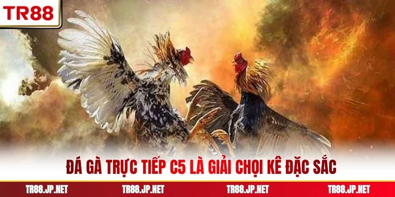 Đá gà trực tiếp C5 là giải chọi kê đặc sắc