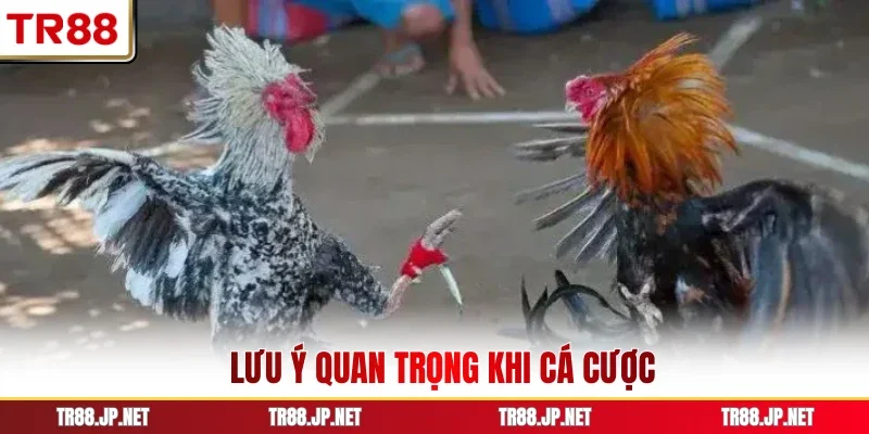 Lưu ý quan trọng khi cá cược